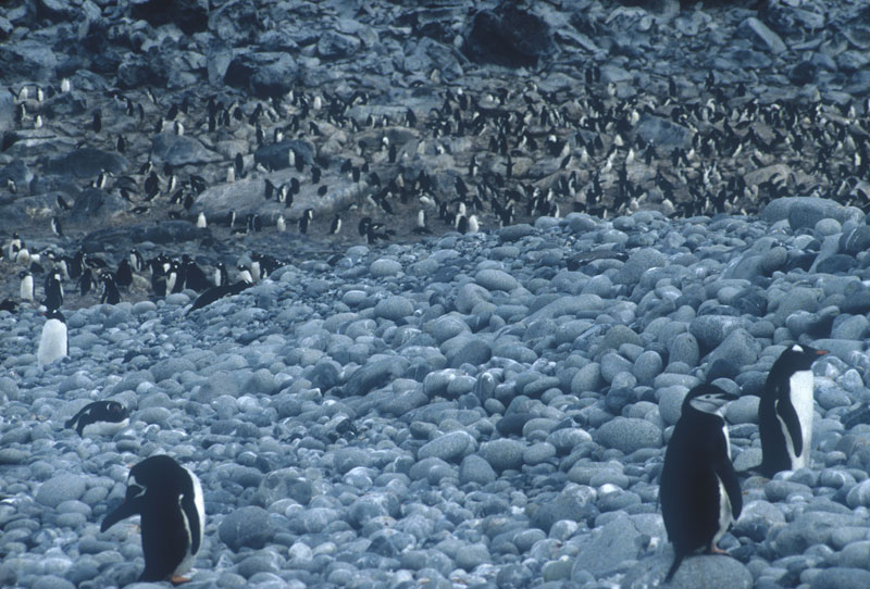 Penguin Colony, Greenwich Island