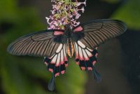 Great Mormon Swallowtail, Papilio memnon agent