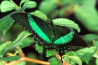 Emerald Swallowtail, Papilla Palinurus