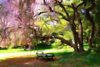 Weeping Cherry
