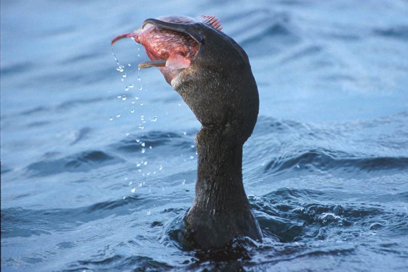 Flightless Cormorant Nannopterum harrisi