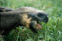 Giant Tortoise, Migrating Geochelone sp. Genovesa (Tower Island)