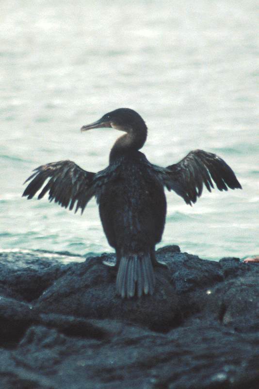 Flightless Cormorant Nannopterum harrisi