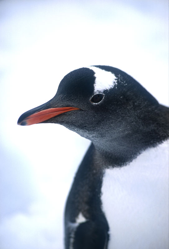 Gentoo Penguin, Pygoscelis Papua, close-up, Port Lockroy