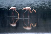 Flamingo Lagoon at Punta Cormorant, Floreana Island