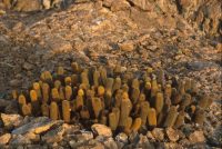 Lava Cactus, Fernandina Brachycereus nesioticus