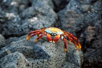 Sally Lightfoot Crab Grapsus grapsus