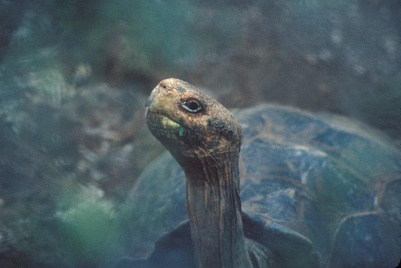 Giant Tortoise Geochelone sp. Santa Cruz (Indefatigable)