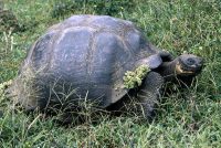 Giant Tortoise, Migrating Geochelone sp. Genovesa (Tower Island)