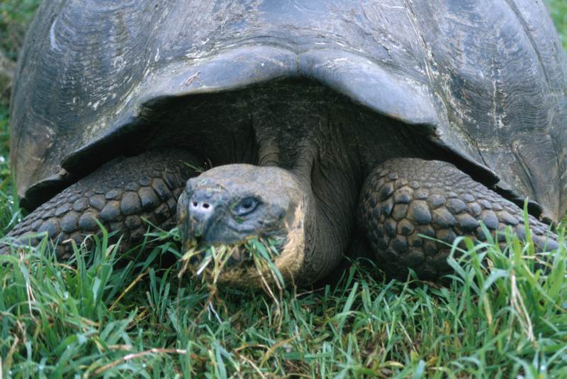 Giant Tortoise, Migrating Geochelone sp. Genovesa (Tower Island)