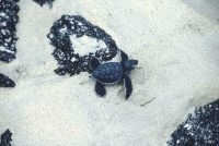 Green Sea Turtle Chelonia mydas Punta Cormorant, Floreana Island
