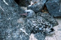 Swallow-tailed Chick Creagrus furcatus Genovesa (Tower Island)