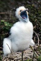 Baby Frigatebird Fregata magnificens & F. minor Genovesa (Tower Island)