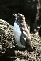 Isabella Penguin, the Galápagos penguin (Spheniscus mendiculus) Isabella and Fernandina Islands